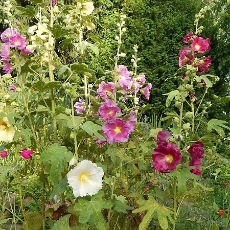 Bed and Breakfast Muehle